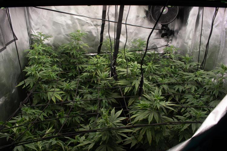 GMO Cookies. Week 11