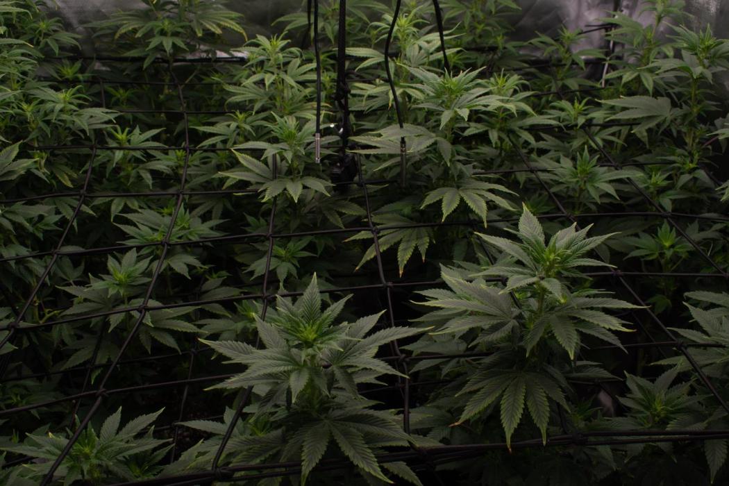 gmoCookie/purpleUrkle Split. Week 12 - 6/24 day 9 flower