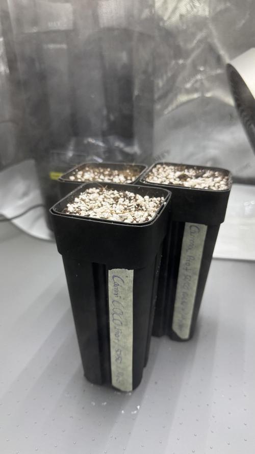 #1 RQS - Gushers. Week 0