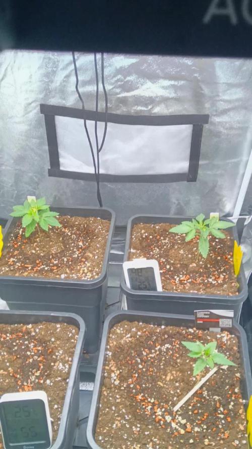 Grapefuel Gelato, KISS, Amnesia, Lemon O
