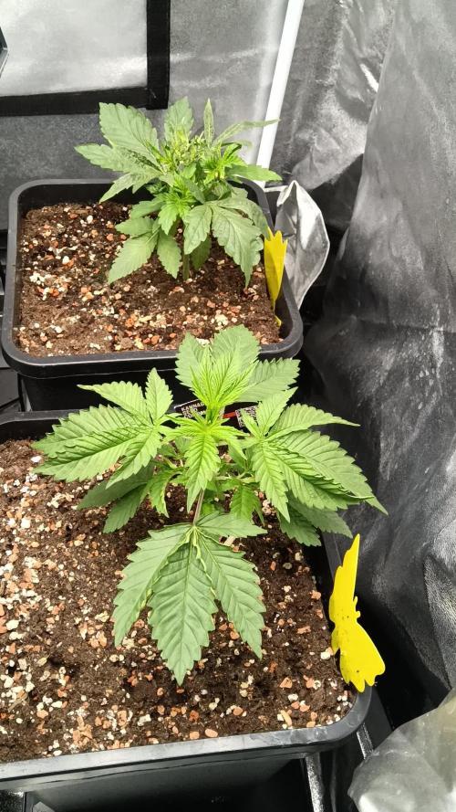 Grapefuel Gelato, KISS, Amnesia, Lemon O
