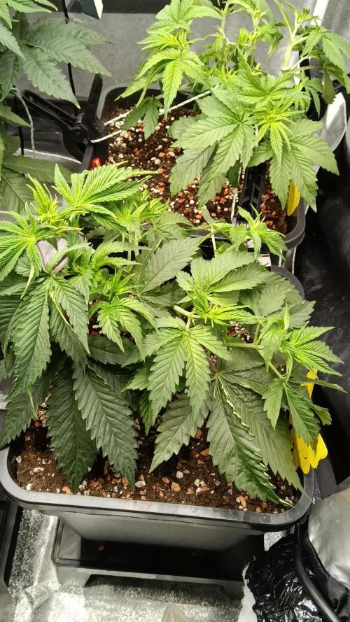 Grapefuel Gelato, KISS, Amnesia, Lemon O
