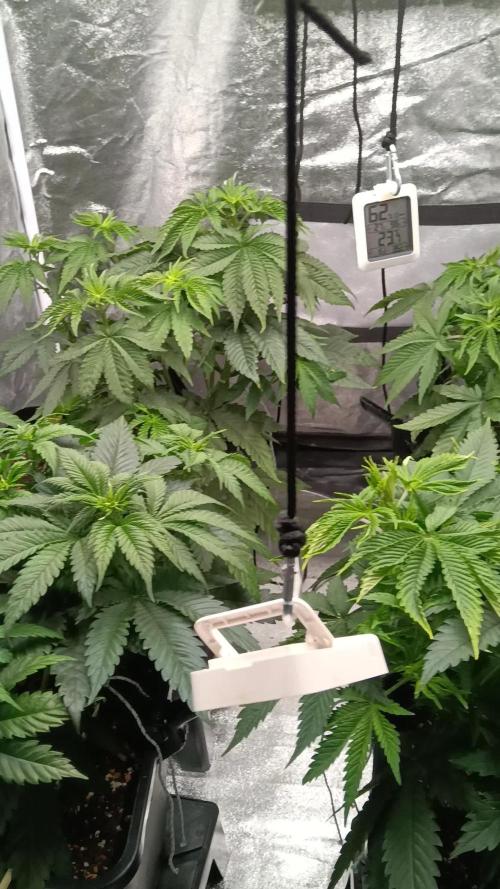 Grapefuel Gelato, KISS, Amnesia, Lemon O