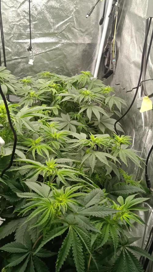 Grapefuel Gelato, KISS, Amnesia, Lemon O