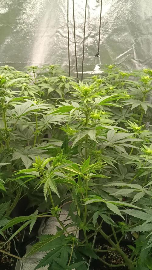 Grapefuel Gelato, KISS, Amnesia, Lemon O