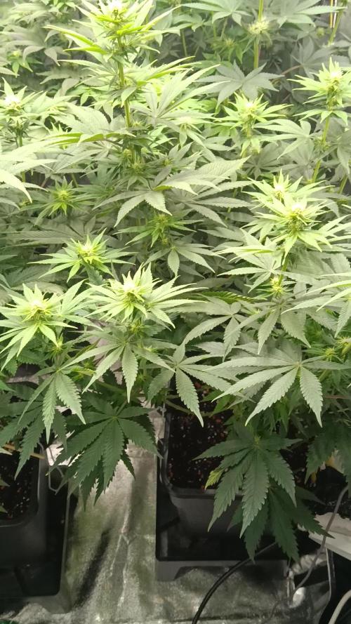 Grapefuel Gelato, KISS, Amnesia, Lemon O