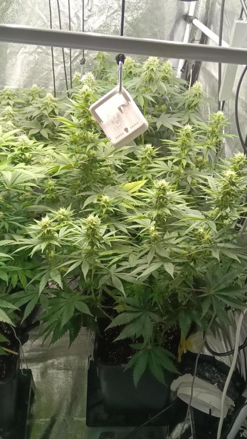 Grapefuel Gelato, KISS, Amnesia, Lemon O