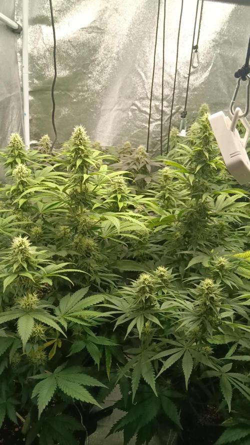 Grapefuel Gelato, KISS, Amnesia, Lemon O