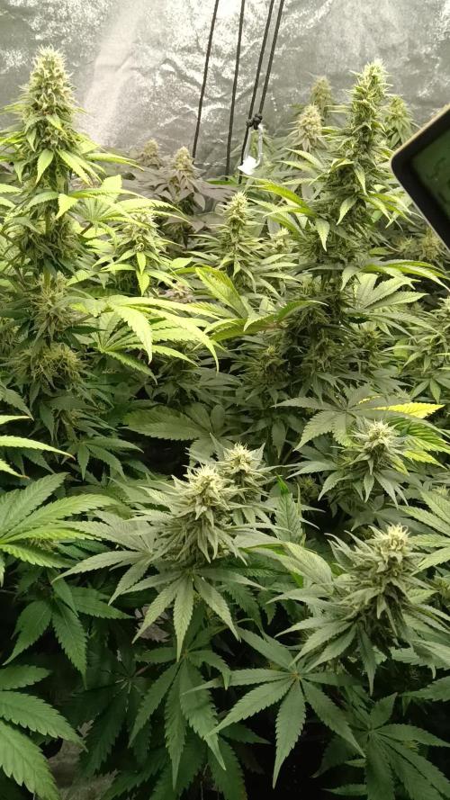 Grapefuel Gelato, KISS, Amnesia, Lemon O