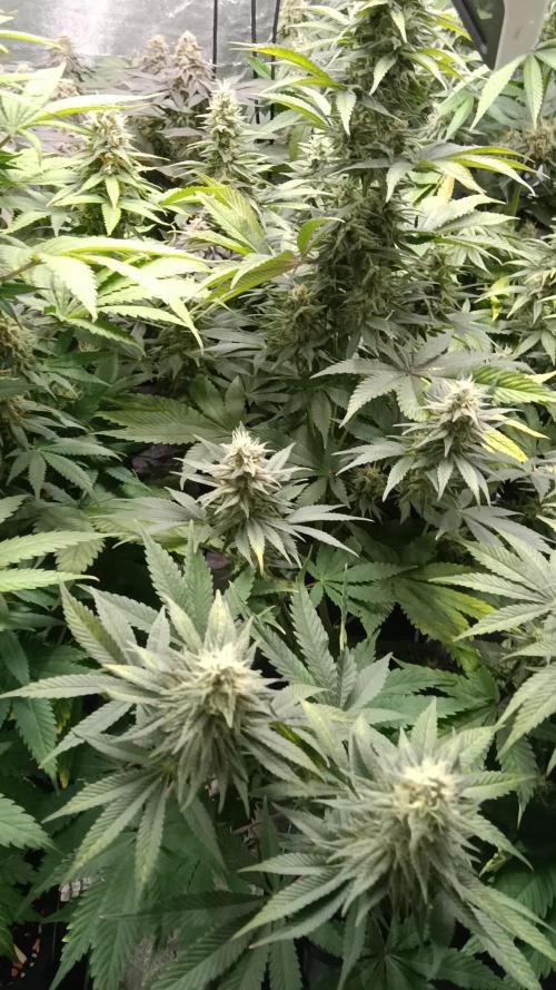 Grapefuel Gelato, KISS, Amnesia, Lemon O