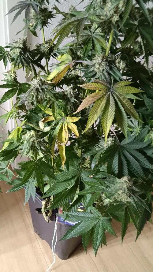 Grapefuel Gelato, KISS, Amnesia, Lemon O