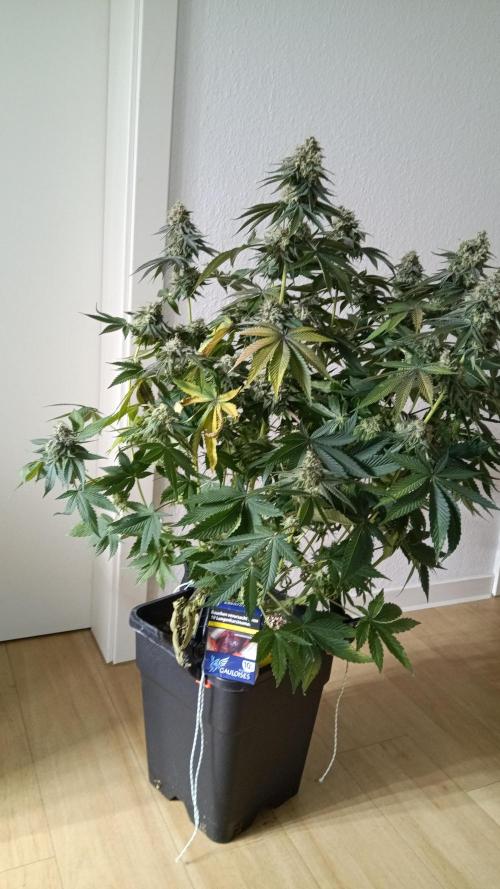 Grapefuel Gelato, KISS, Amnesia, Lemon O. Week 14