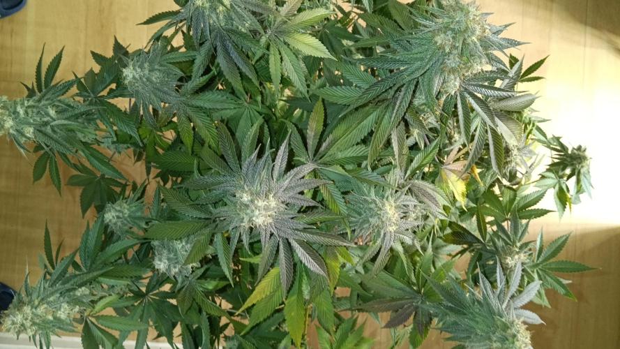 Grapefuel Gelato, KISS, Amnesia, Lemon O. Week 14