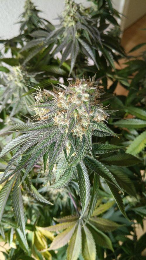 Grapefuel Gelato, KISS, Amnesia, Lemon O. Week 14