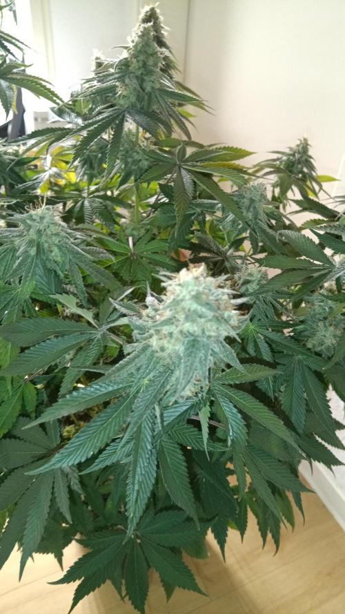 Grapefuel Gelato, KISS, Amnesia, Lemon O. Week 14