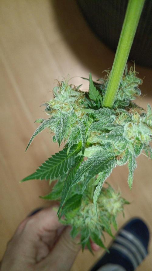 Grapefuel Gelato, KISS, Amnesia, Lemon O. Week 14