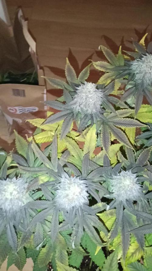 Grapefuel Gelato, KISS, Amnesia, Lemon O