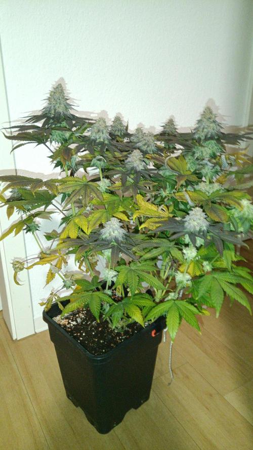 Grapefuel Gelato, KISS, Amnesia, Lemon O. Week 14