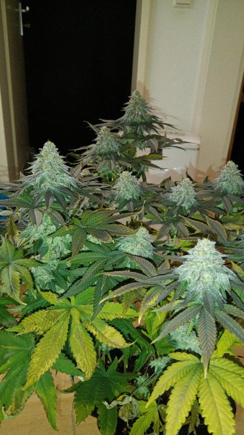 Grapefuel Gelato, KISS, Amnesia, Lemon O. Week 14