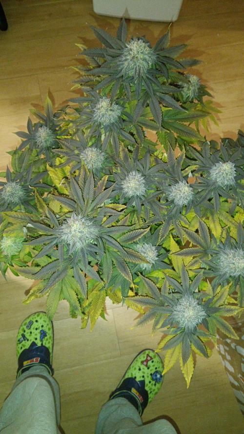 Grapefuel Gelato, KISS, Amnesia, Lemon O. Week 14