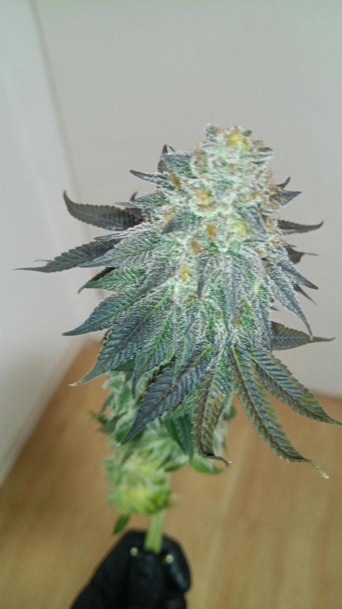 Grapefuel Gelato, KISS, Amnesia, Lemon O. Week 14