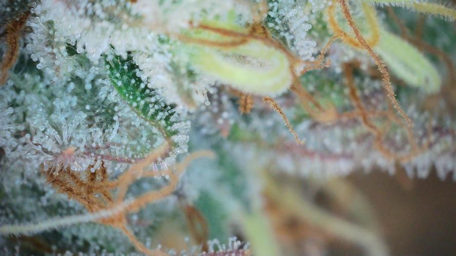 Grapefuel Gelato, KISS, Amnesia, Lemon O. Week 14