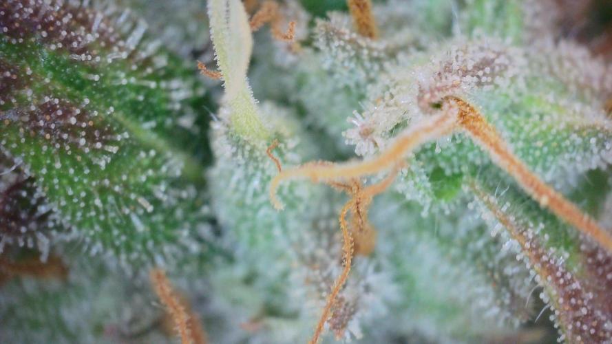 Grapefuel Gelato, KISS, Amnesia, Lemon O. Week 14