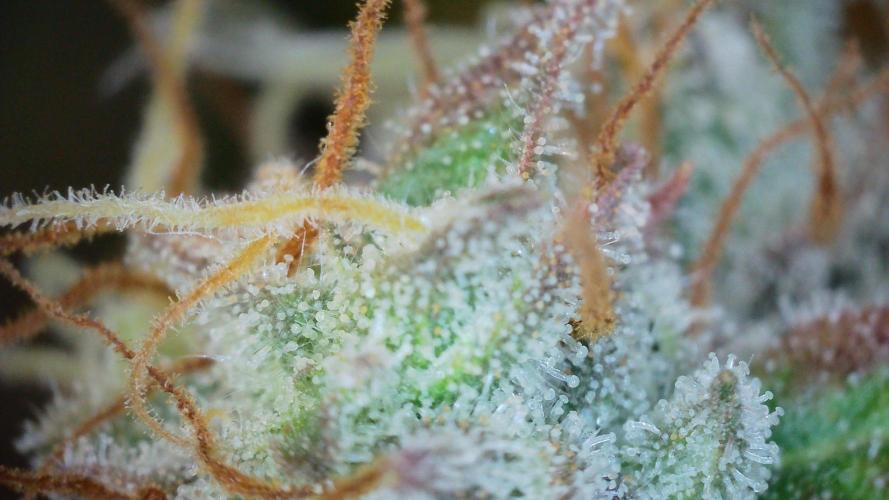 Grapefuel Gelato, KISS, Amnesia, Lemon O. Week 14