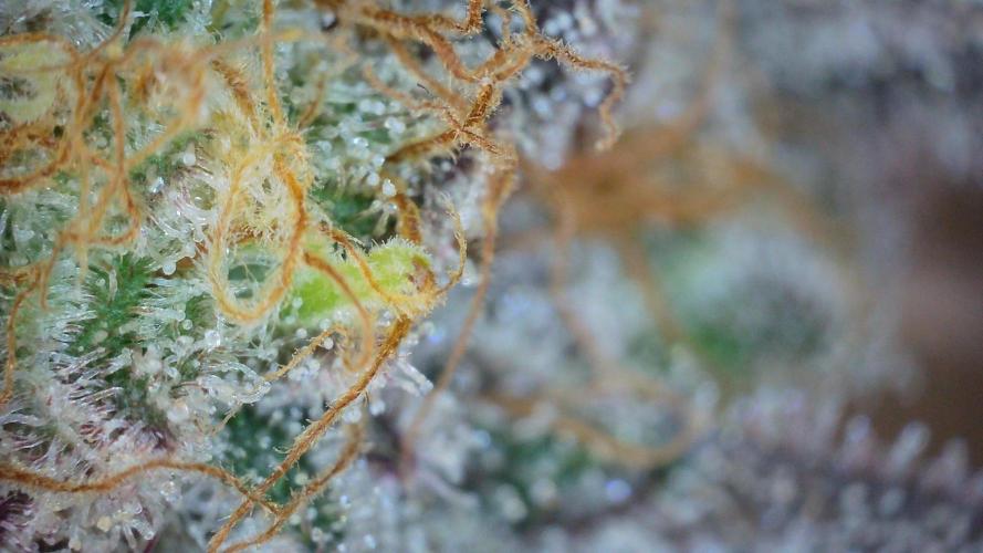 Grapefuel Gelato, KISS, Amnesia, Lemon O. Week 14