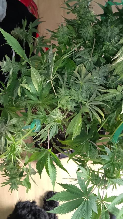 Grapefuel Gelato, KISS, Amnesia, Lemon O