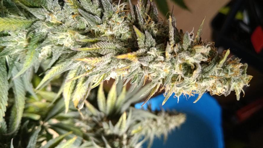 Grapefuel Gelato, KISS, Amnesia, Lemon O. Week 14