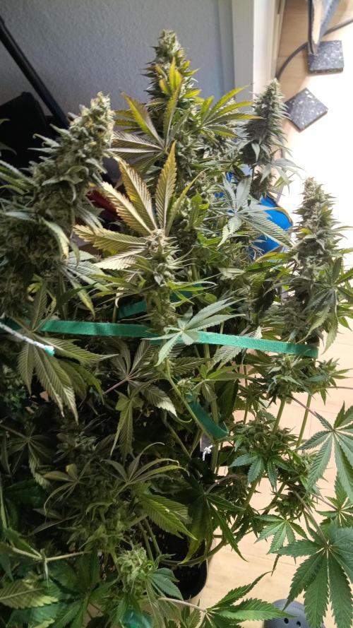 Grapefuel Gelato, KISS, Amnesia, Lemon O. Week 14