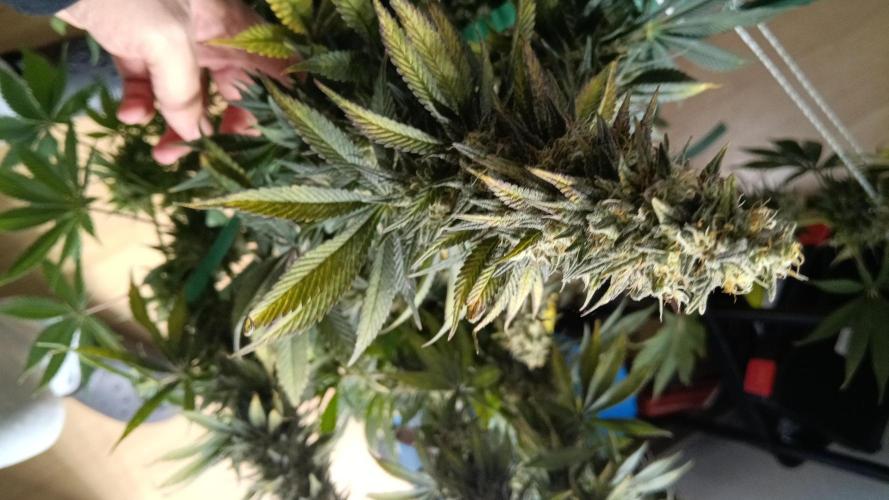 Grapefuel Gelato, KISS, Amnesia, Lemon O. Week 14