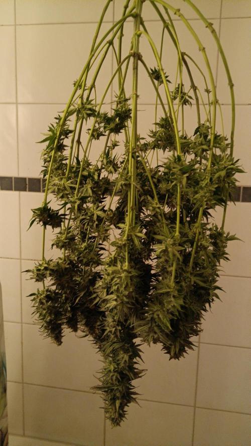 Grapefuel Gelato, KISS, Amnesia, Lemon O. Week 14