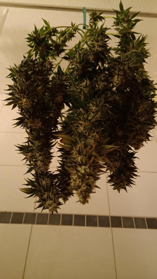 Grapefuel Gelato, KISS, Amnesia, Lemon O. Week 14