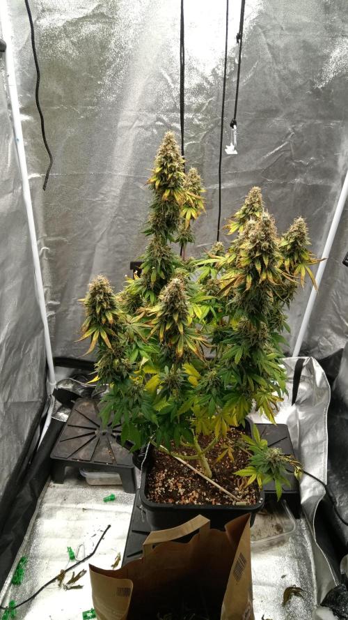 Grapefuel Gelato, KISS, Amnesia, Lemon O. Week 14