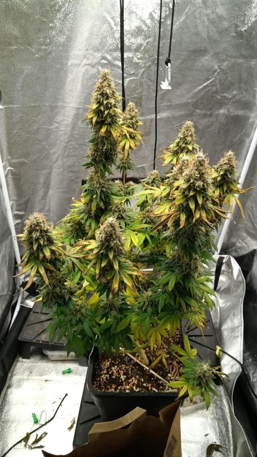 Grapefuel Gelato, KISS, Amnesia, Lemon O. Week 14