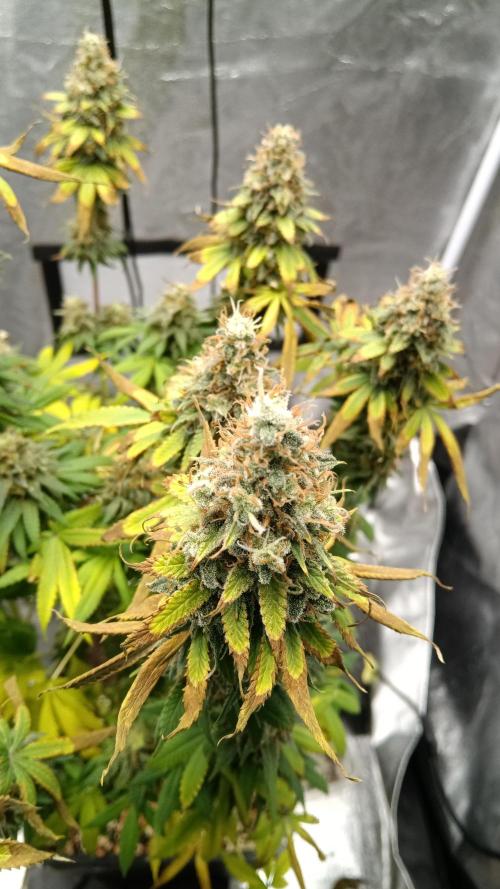 Grapefuel Gelato, KISS, Amnesia, Lemon O. Week 14