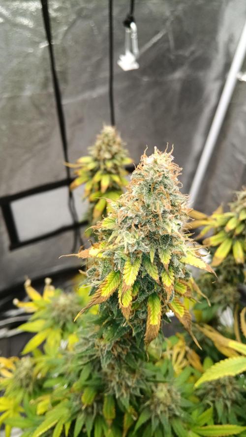 Grapefuel Gelato, KISS, Amnesia, Lemon O. Week 14