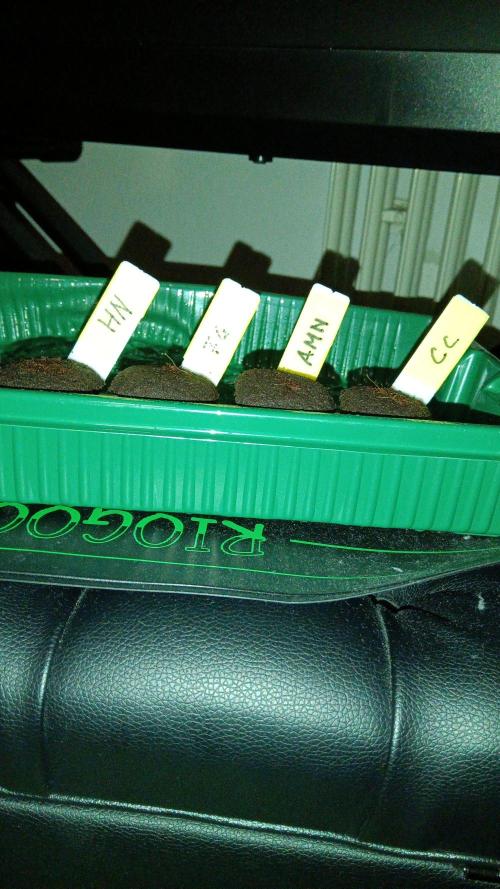 Frühlings Grow. Week 0