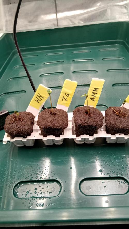 Frühlings Grow. Week 0