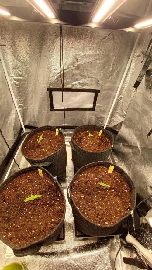 Frühlings Grow. Week 1