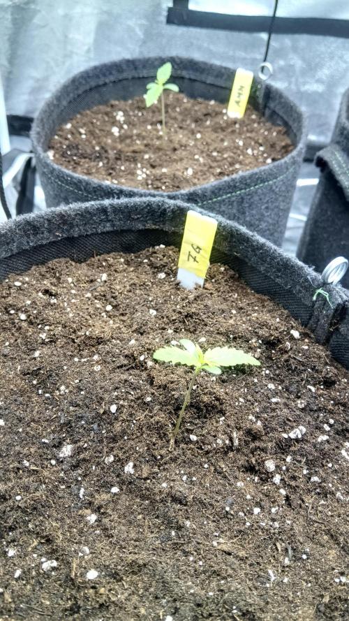Frühlings Grow. Week 1