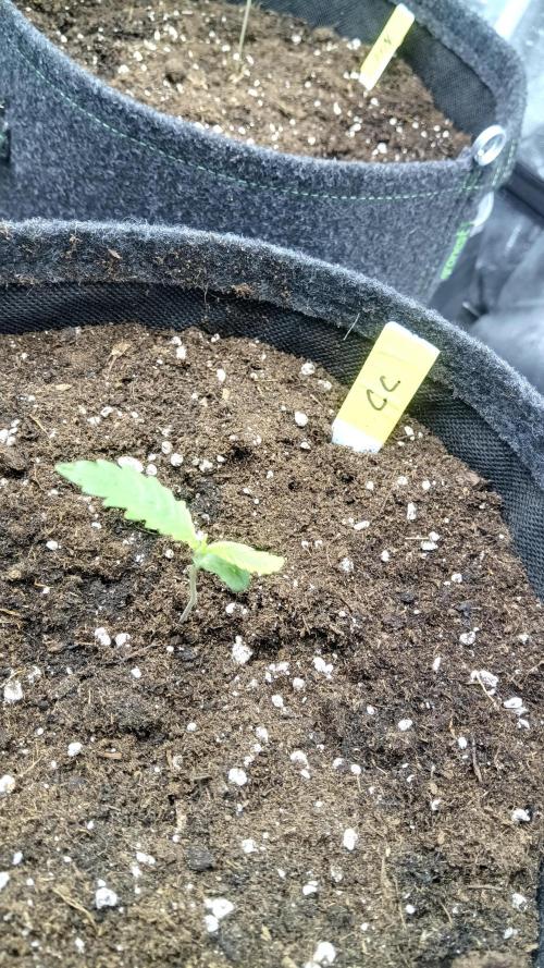 Frühlings Grow. Week 1