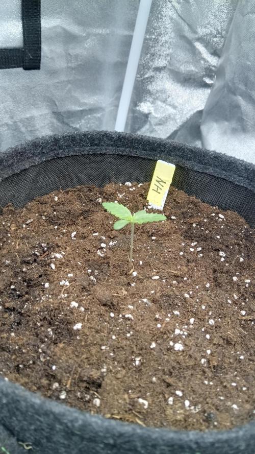 Frühlings Grow. Week 1