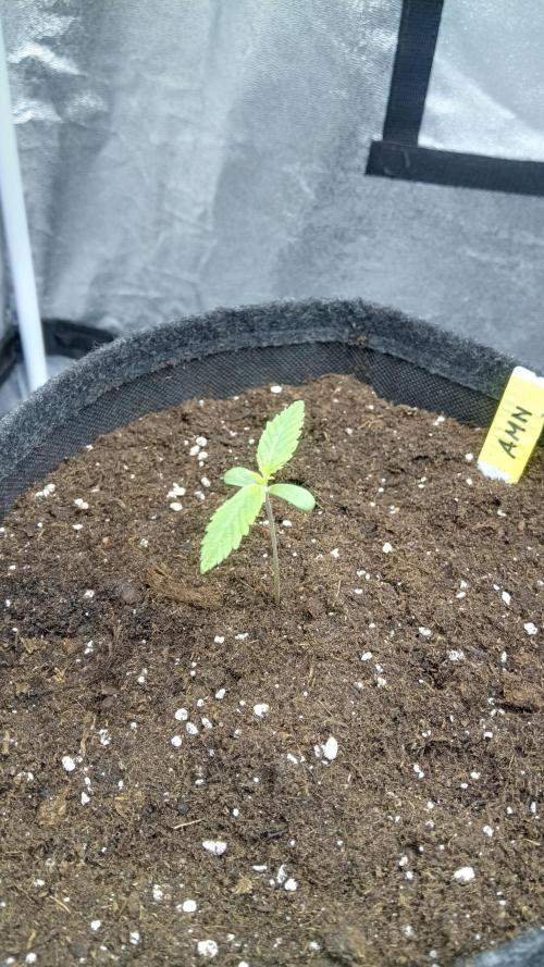 Frühlings Grow. Week 1