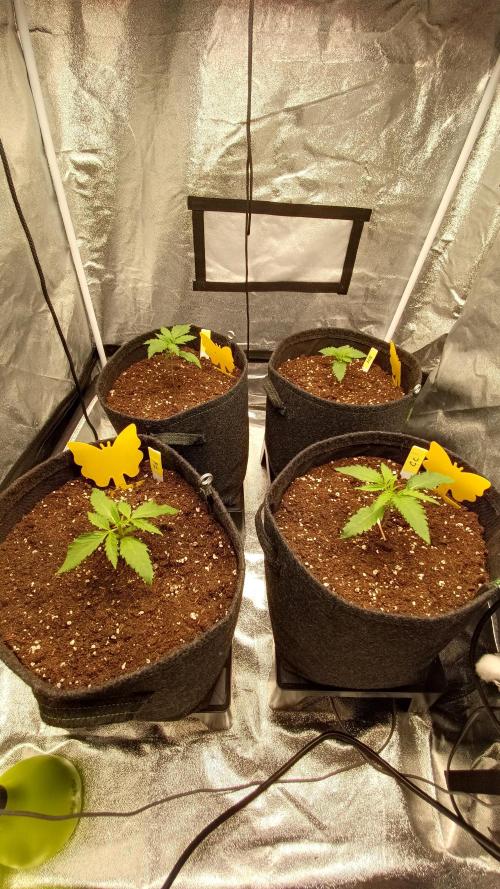 Frühlings Grow. Week 2