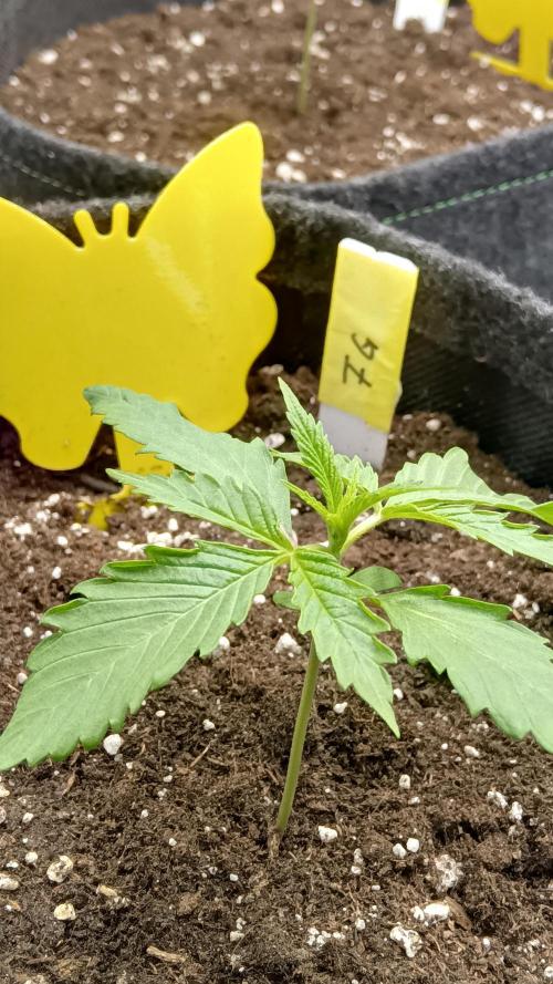 Frühlings Grow. Week 2