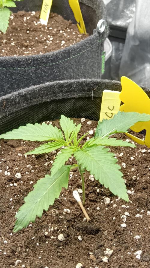 Frühlings Grow. Week 2