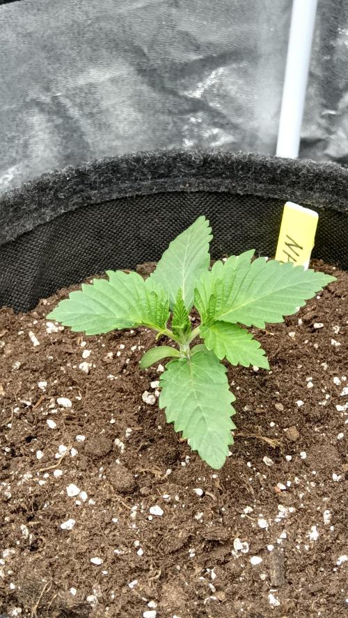 Frühlings Grow. Week 2